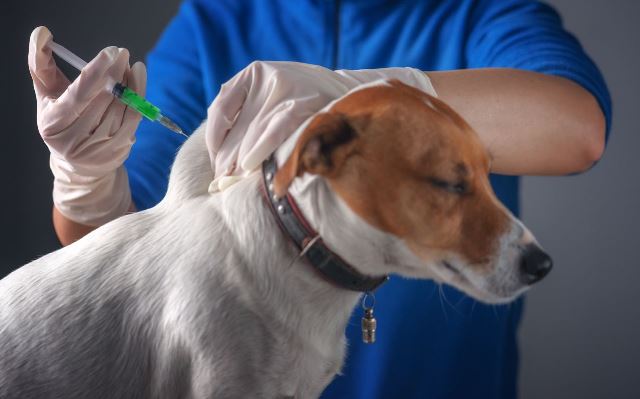Прививка от клещей собакам