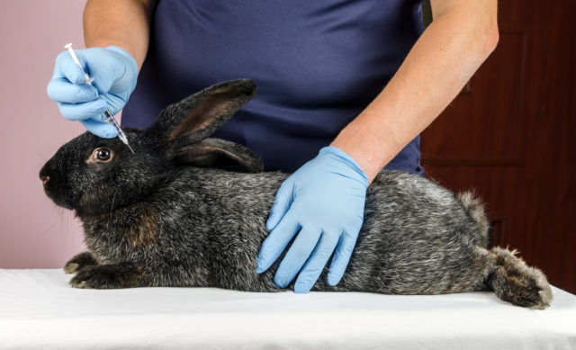 Вакцина для кроликов ассоциированная вакцина