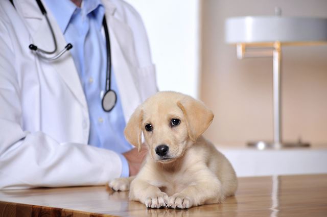 Прививка от клещей собакам