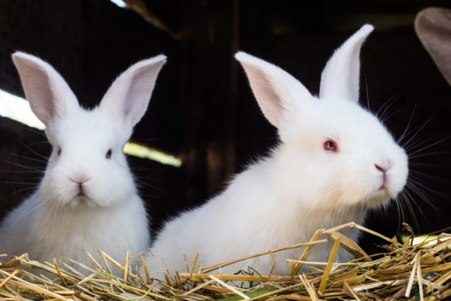 Прививки кроликам какие и когда делать