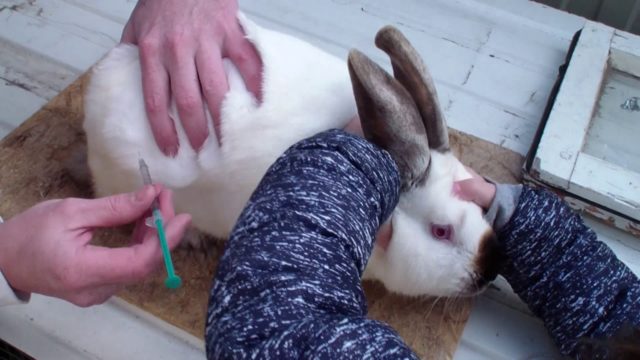 Прививки кроликам какие и когда делать