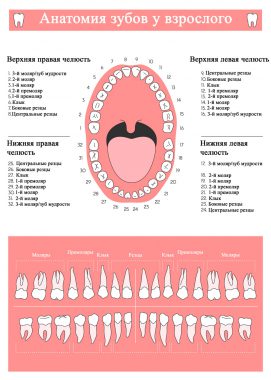 анатомия зубного ряда у взрослого