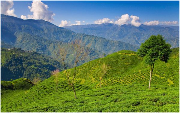 чайные плантации в Гималаях