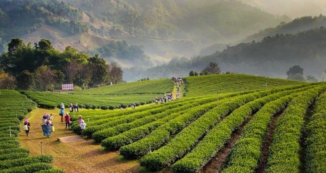 чайные плантации в тайланде