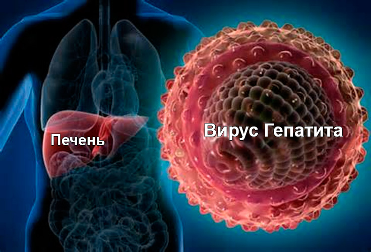 Как передается гепатит Б?