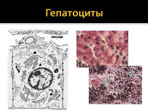 Печеночная клетка гепатоцит