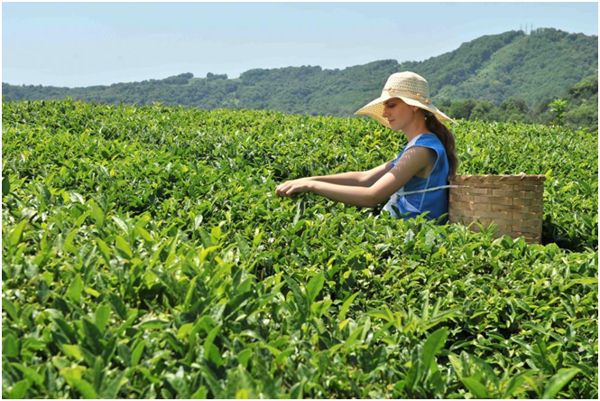 плантации чая в сочи