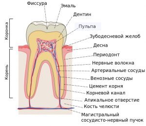 структура зуба и расположение пульпы