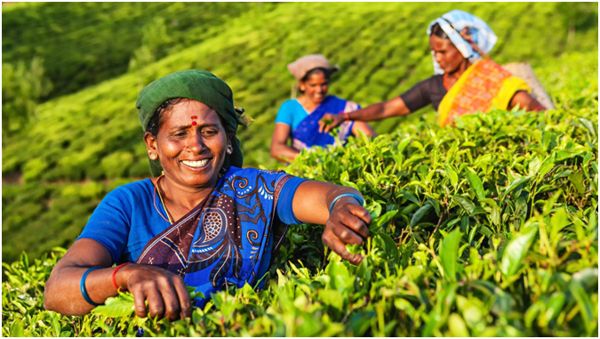 сбор чая в Индии