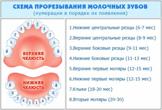 схема прорезывания молочных зубов