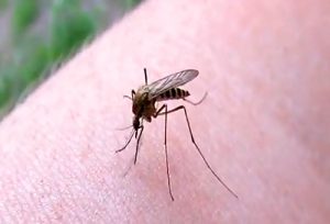Могут комары переносить гепатит?