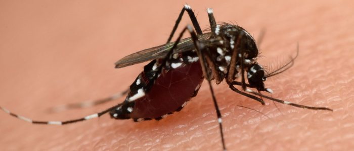 Могут комары переносить гепатит?