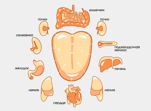 зоны языка и их соотвествие внутренним органам